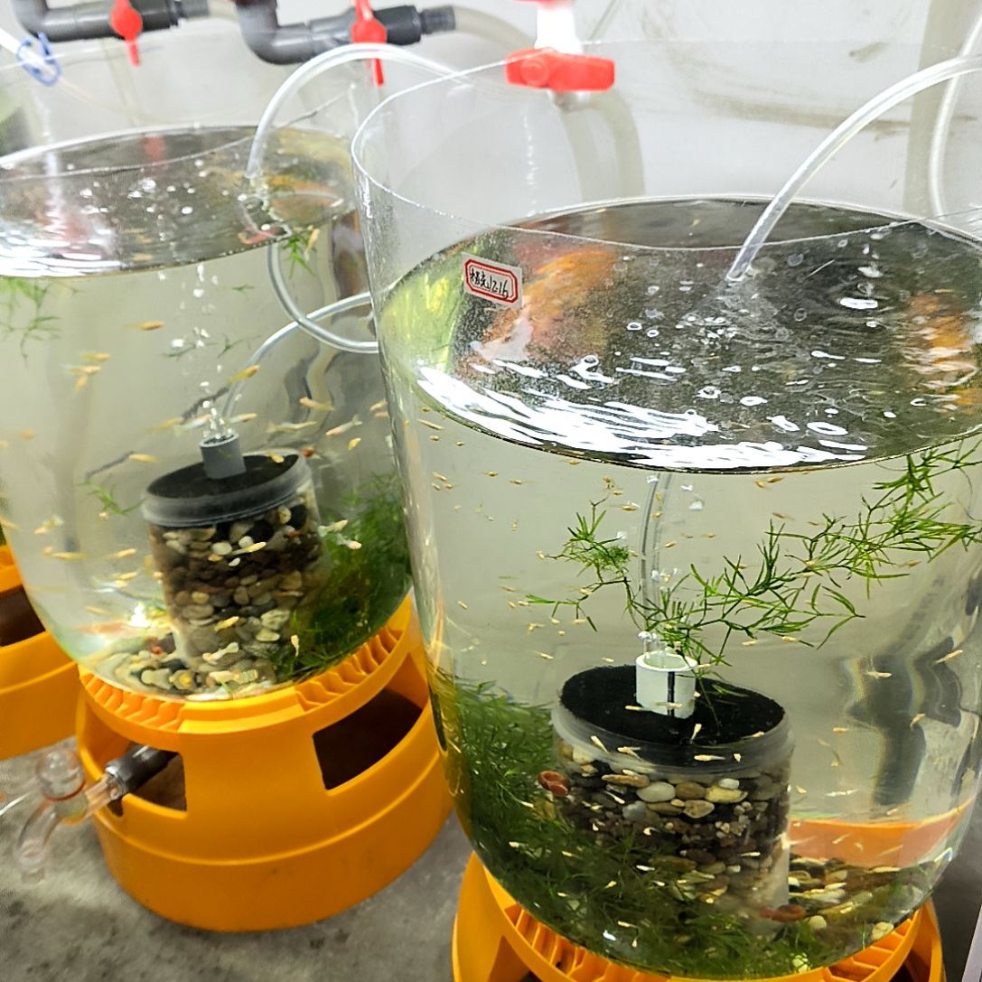 孔雀鱼独立系统缸一大一小两个。