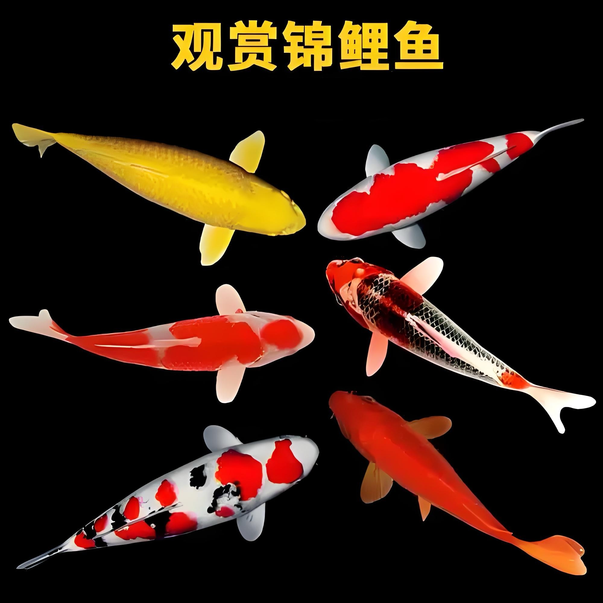 【1】观赏鱼 锦鲤 冷水鱼 淡水鱼