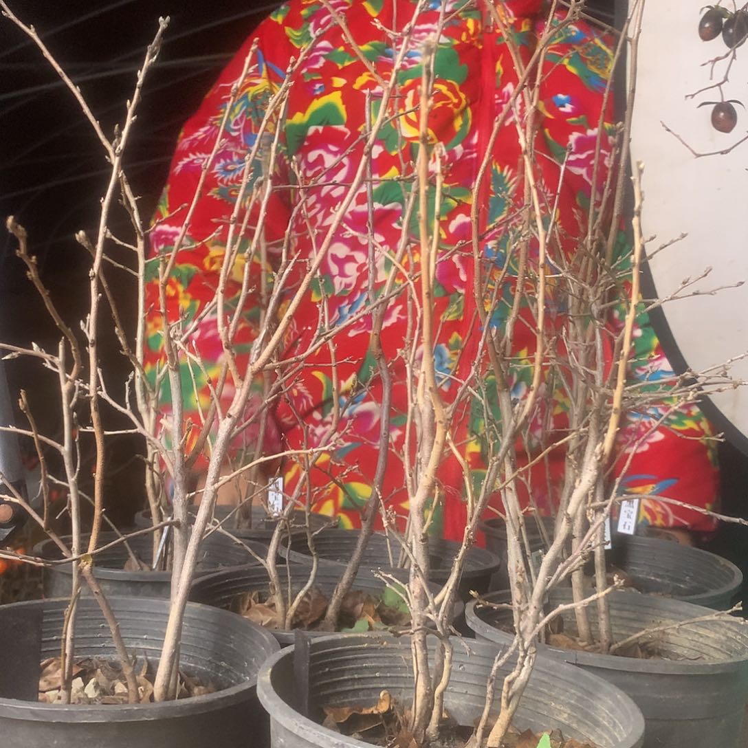 无花朵老鸦黑宝石