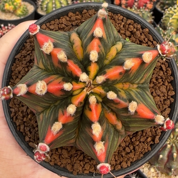 寶***虎N7-1231泰国米哈实生