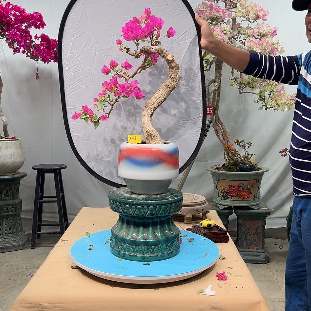 万***红当前无花朵，栽培后可花朵