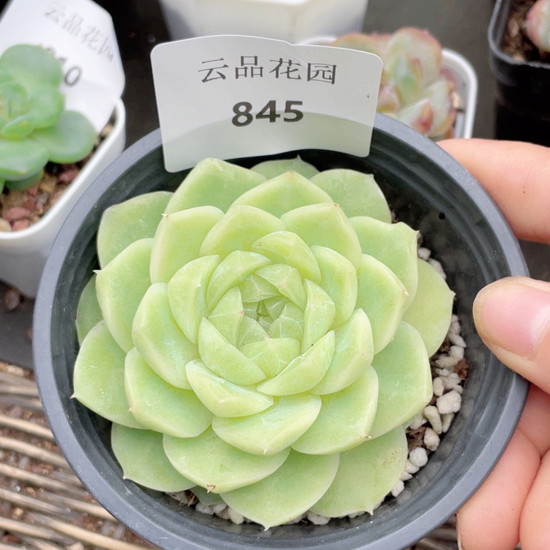 *****845号糖心冰心珍妮 梨花白