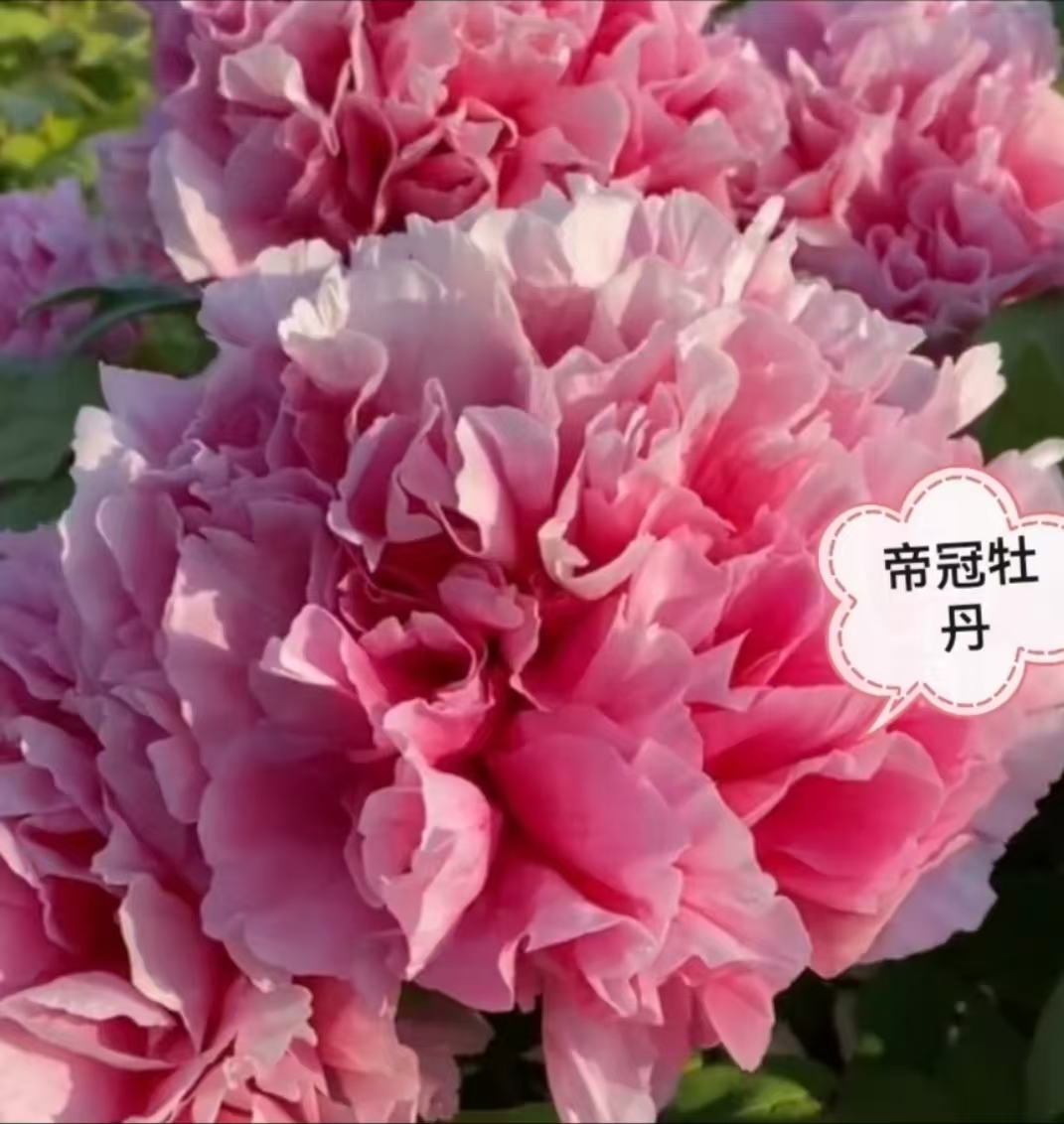 牡丹花《帝冠》高端进口品种千层重瓣对版对色原盆原土基地直发