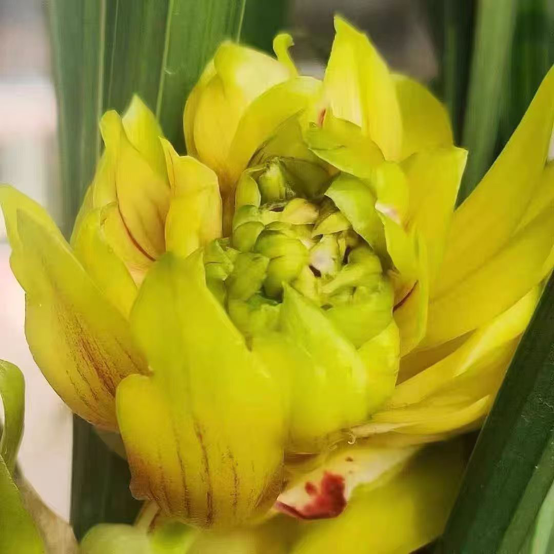 春兰【黄旗】春兰奇花名品 牡丹花型 花型独特漂亮 花香浓郁