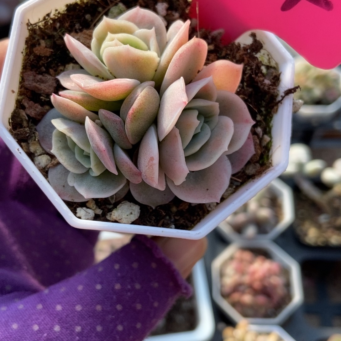 804蓝色惊喜锦多肉植物