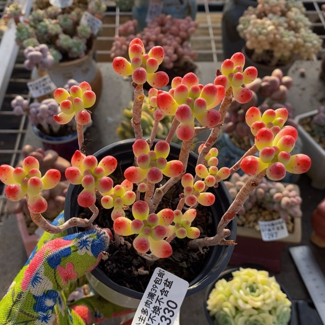 乙女心330/10cm散