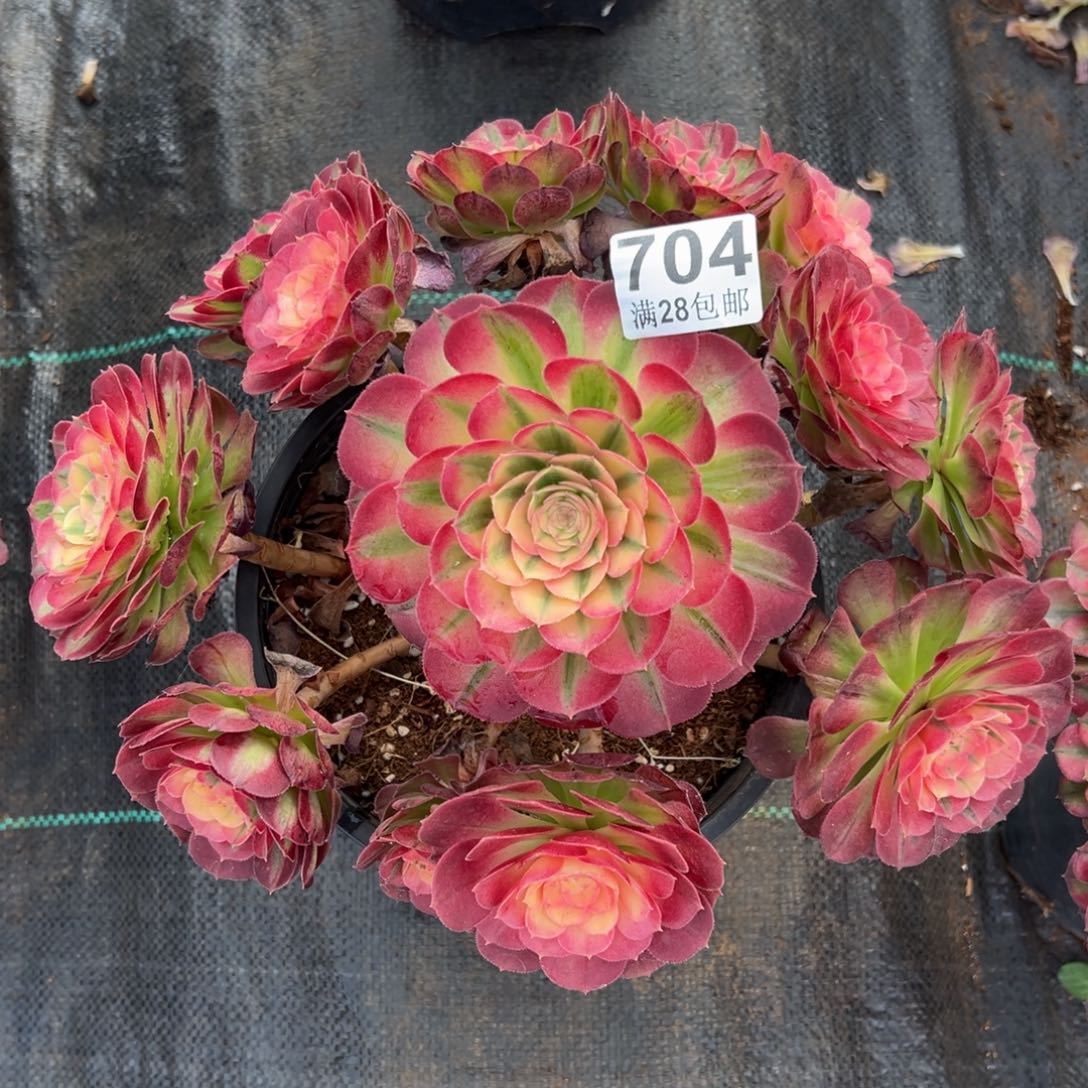 多肉植物704荔枝