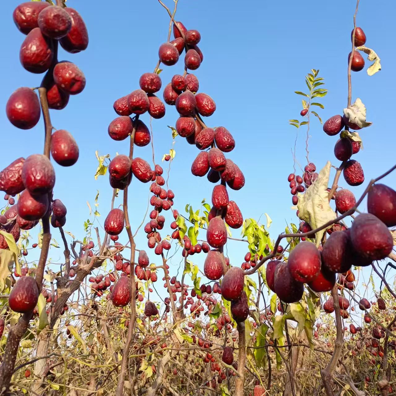 25年新疆和田大枣2斤/5斤/10斤产地包邮不清洗果肉厚煲汤煮粥