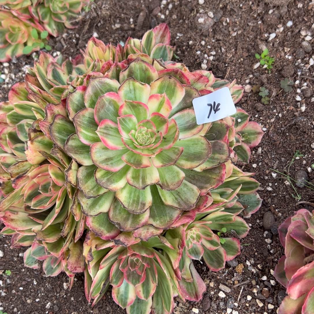 74唐三彩多肉椅子