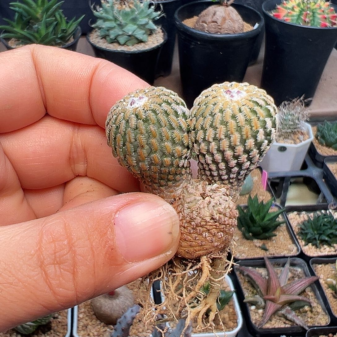 精巧殿双头带花苞