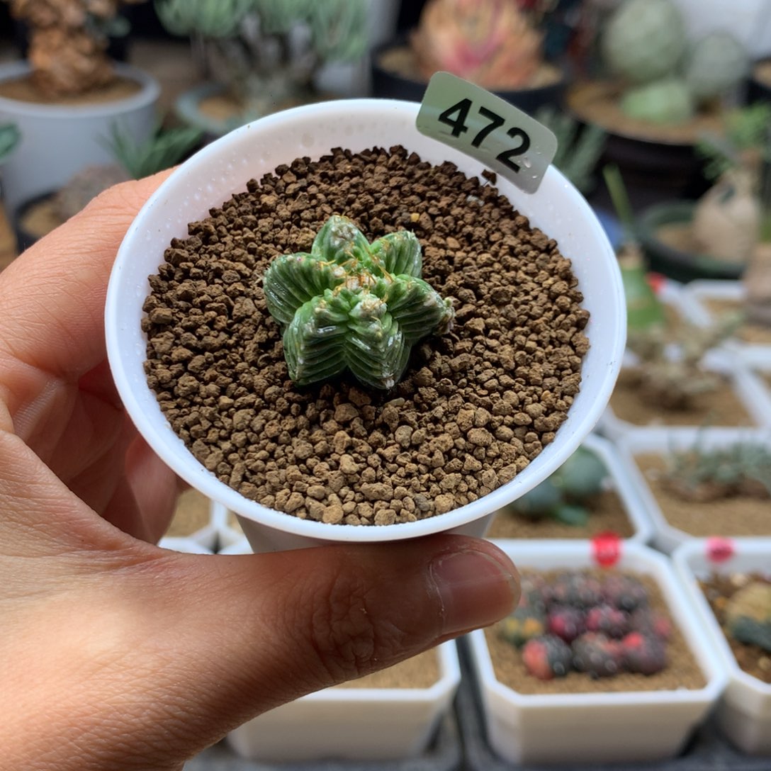 五星花笼单头带盆自根472