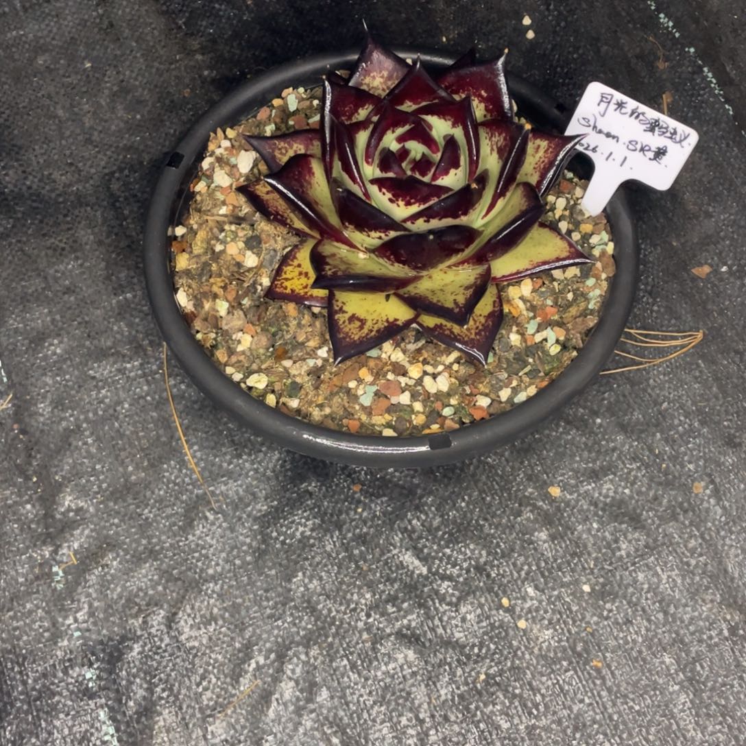 啃***蚁多肉植物，山人园艺