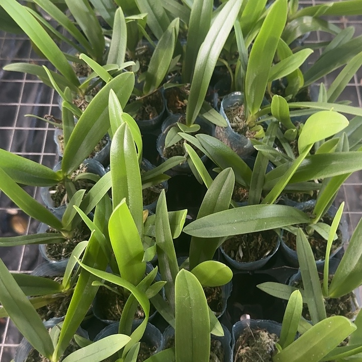 当前无花朵，栽培后可花朵蓝星1.7寸苗
