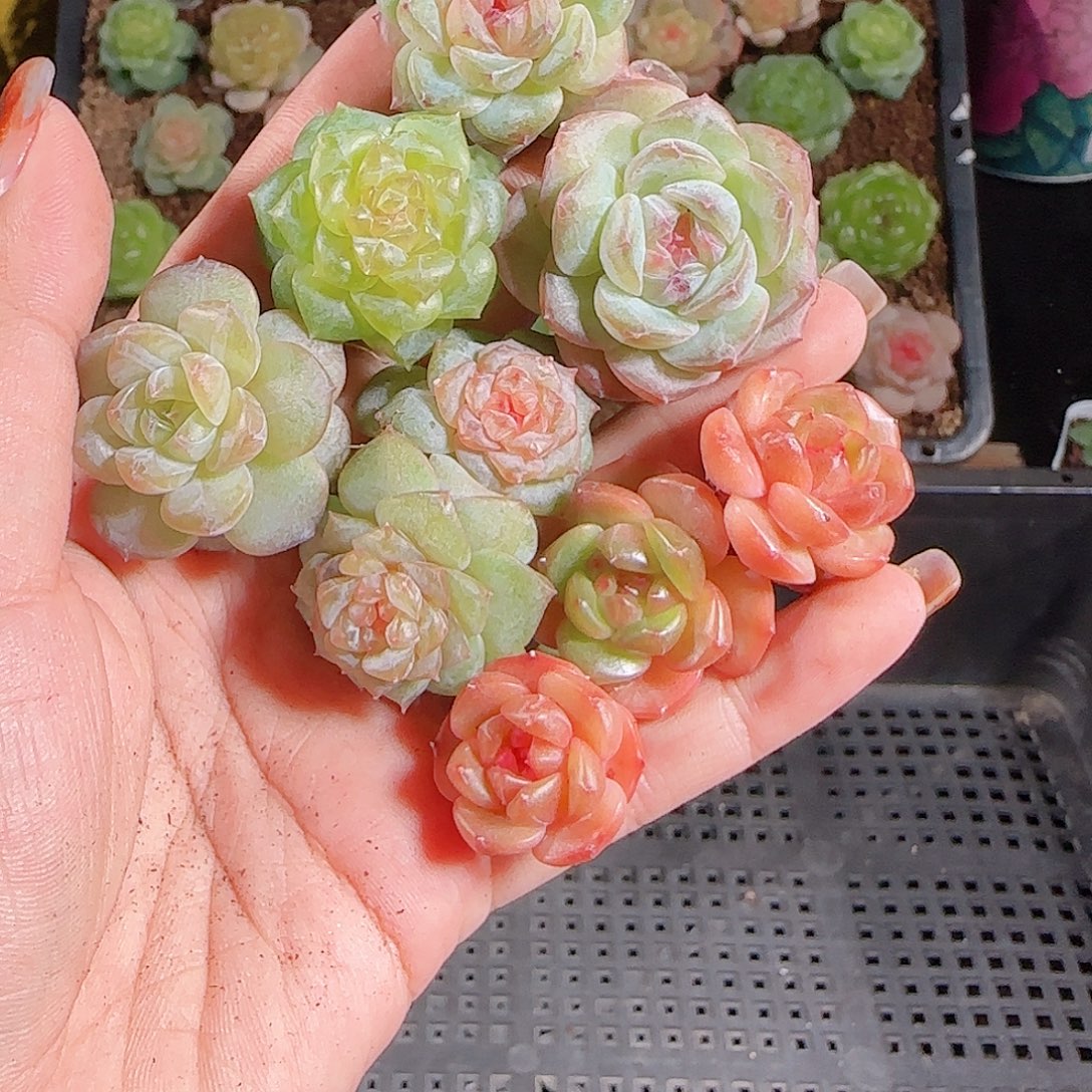 1028--452一物一拍