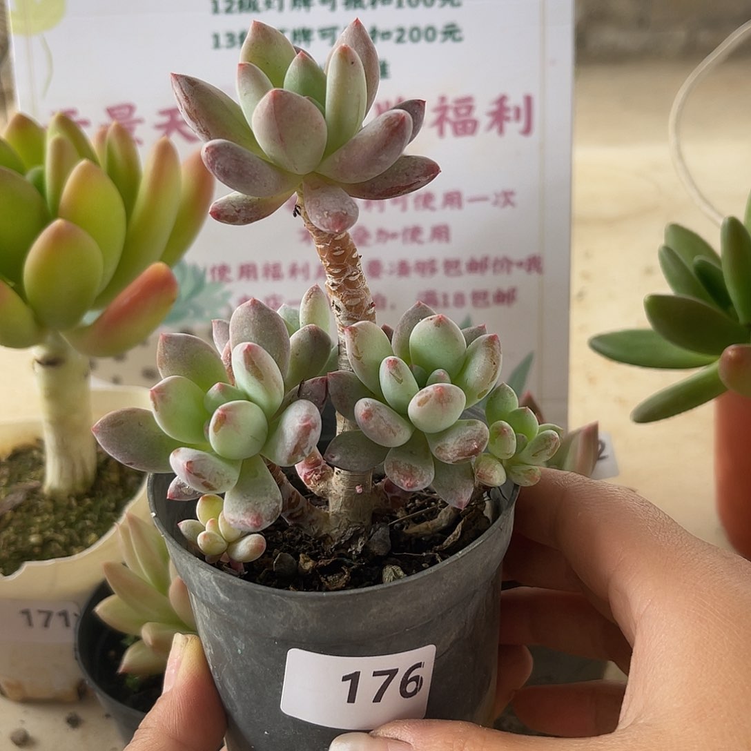 厚叶草。 176。 111111111