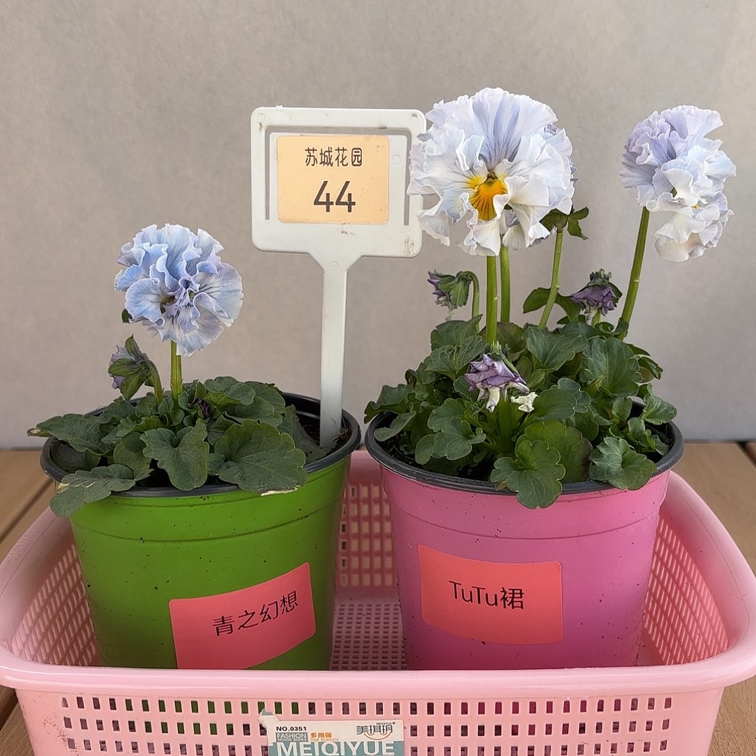 大部分开放少量花苞44