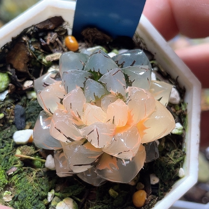 709水中月锦特选福利