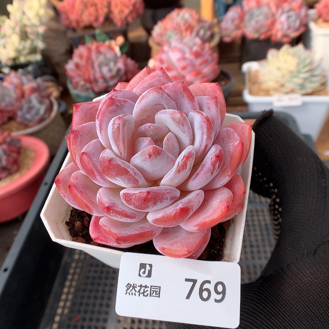 769雪天使多肉植物666