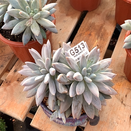 黄胖体哥特513 全场默认微瑕7-8天发货