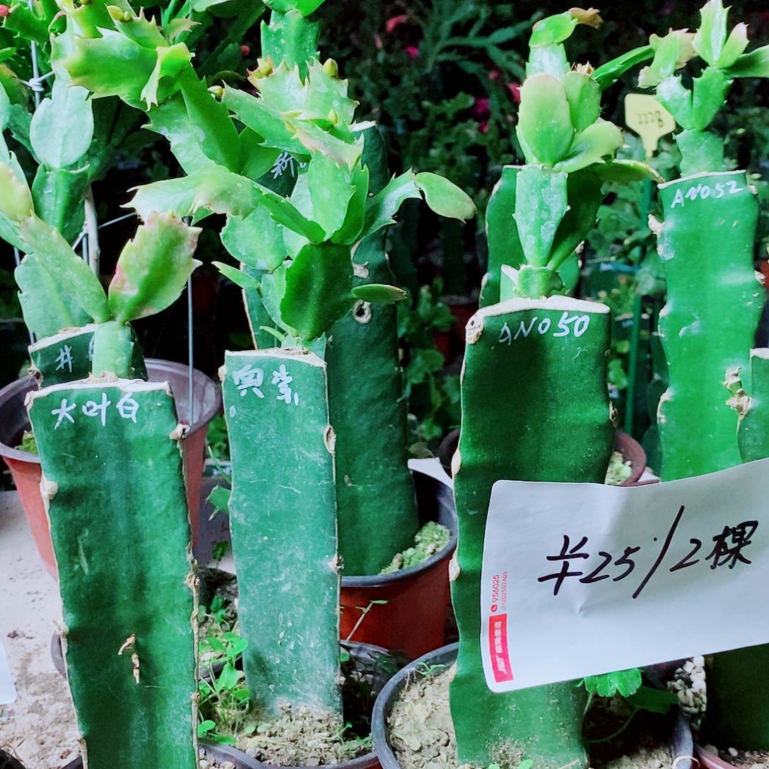 建***3无花朵火龙果嫁接两棵，福利