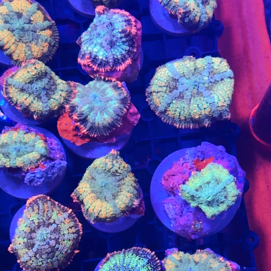9***7纽扣珊瑚马蹄菇补差价
