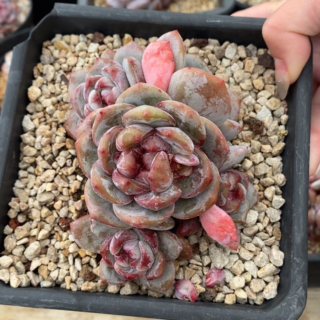 五头绿底紫心短肥圆大肥包子