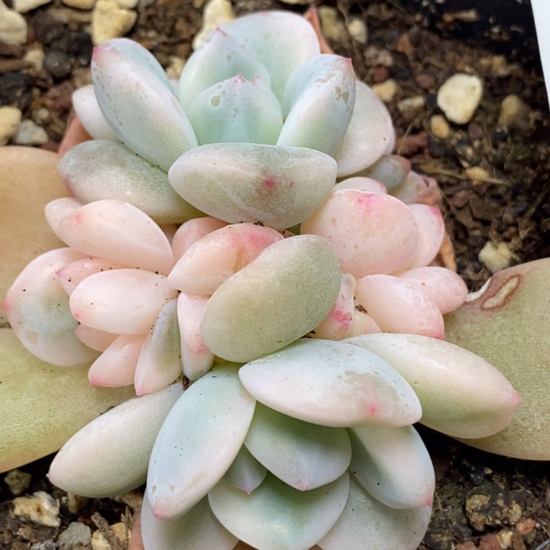 1032梦露锦 小方花圃一物一拍