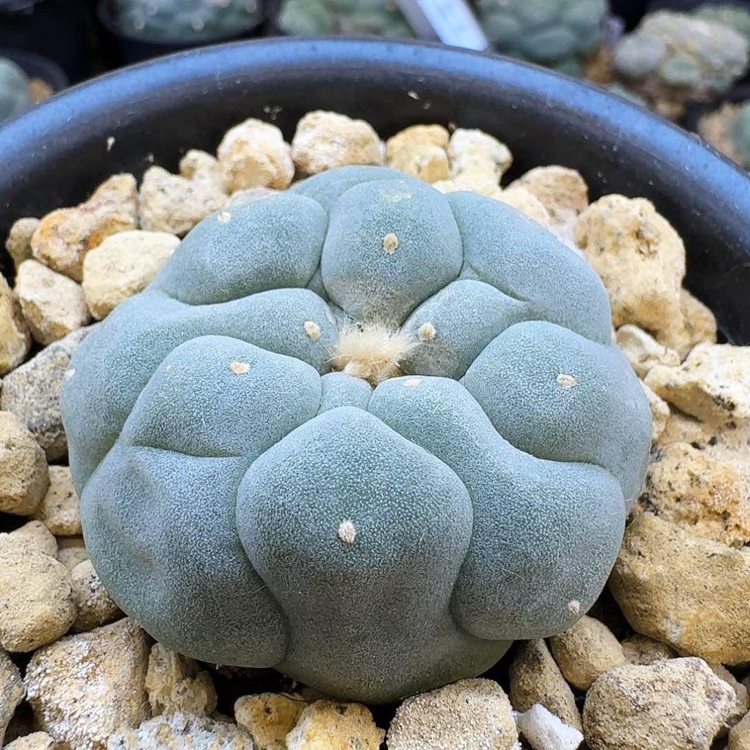 实生泰系大优侧芽5cm 09014