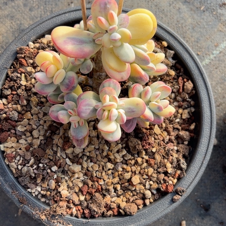 无花朵506号福娘锦无砍