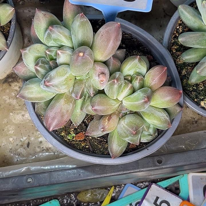 多肉植物重楼群095