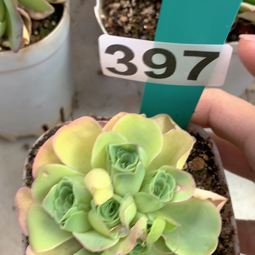 【闪购商品】yjj397自然球