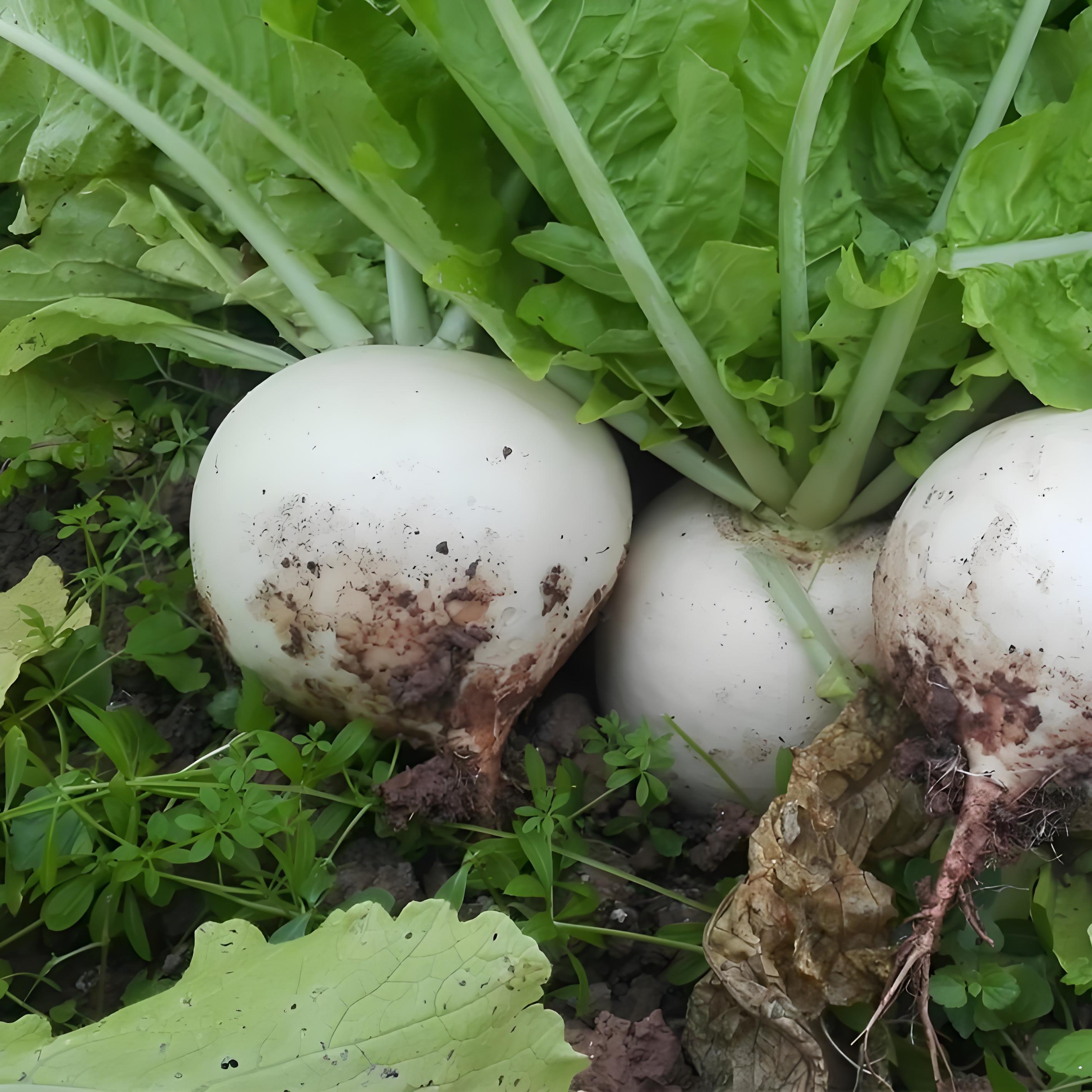 重庆高山农家新鲜圆白萝卜清甜多汁细腻化渣孕妇餐