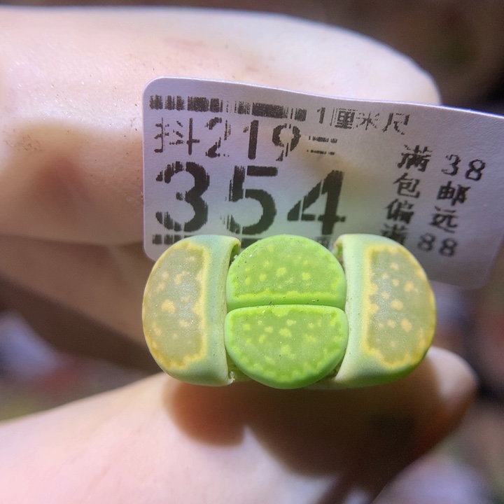 精品生石花219.354