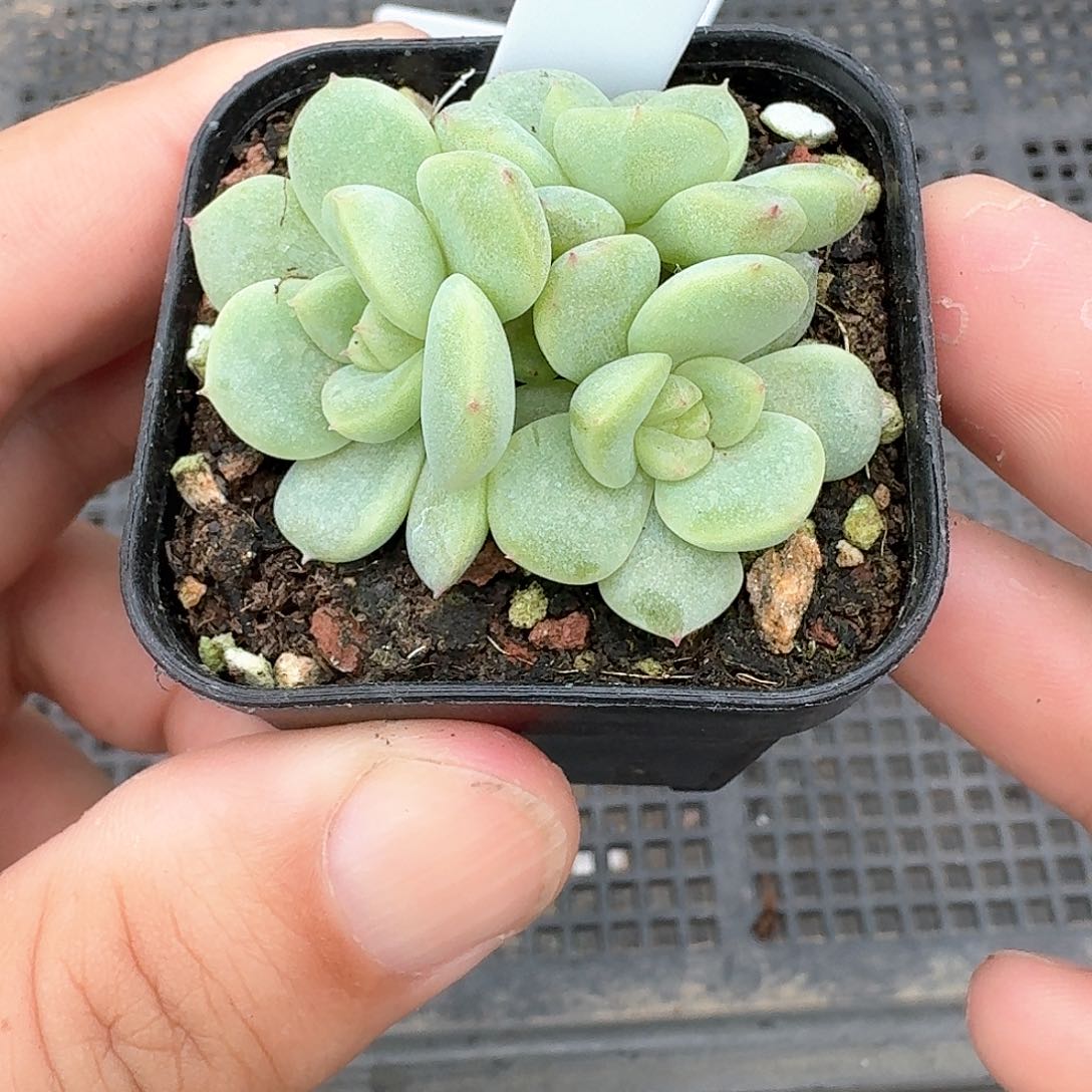 107柠檬甜心三头多肉