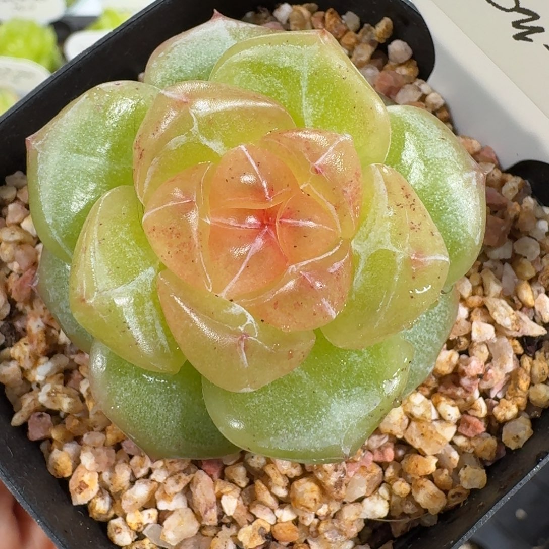 0909-14-海洋之星b单头