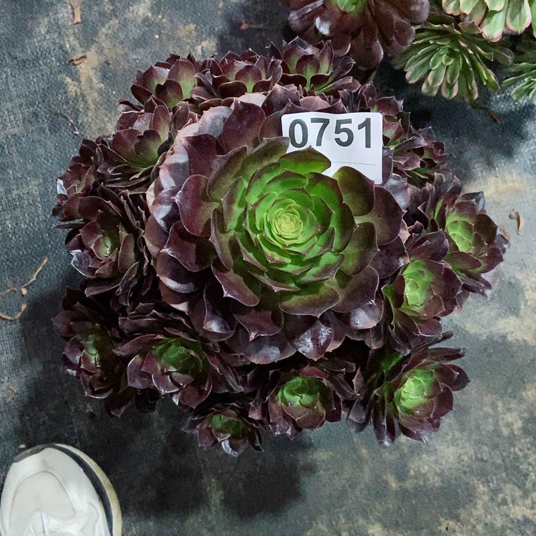 红陶云**云0751赤焰莲3多肉