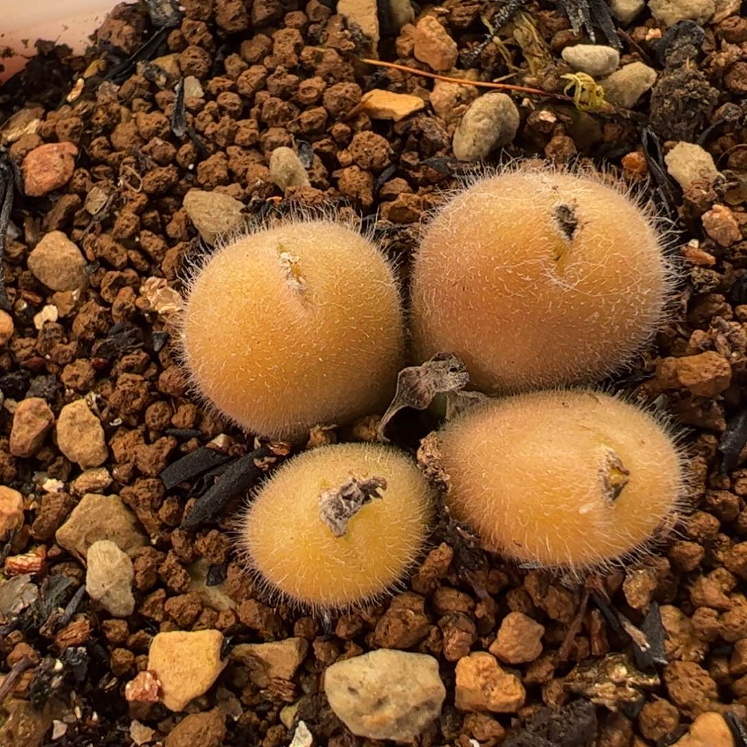 077多肉植物百科