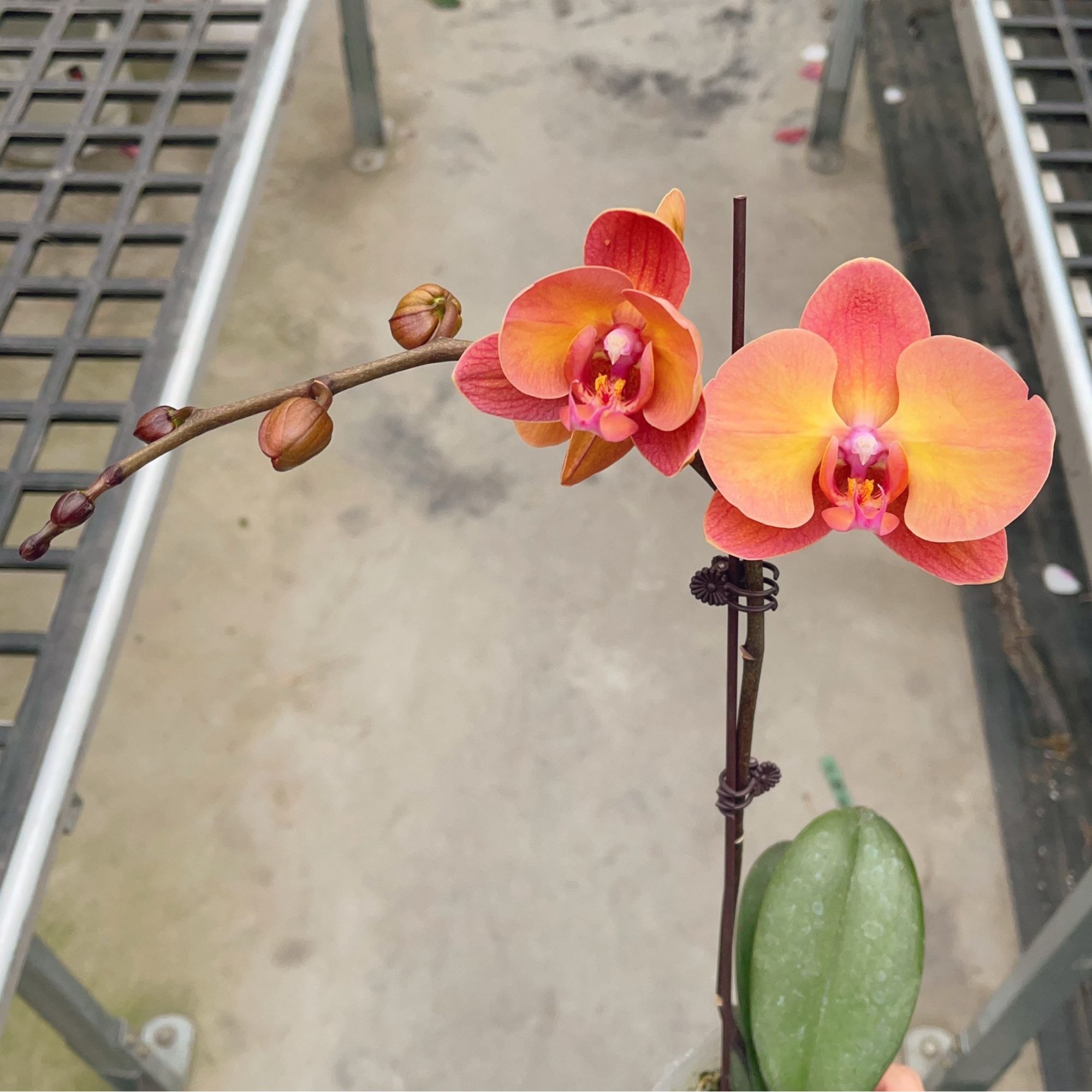 05【落日宝珠】中花型.精品蝴蝶兰.室内花卉(一颗也发顺丰快递)