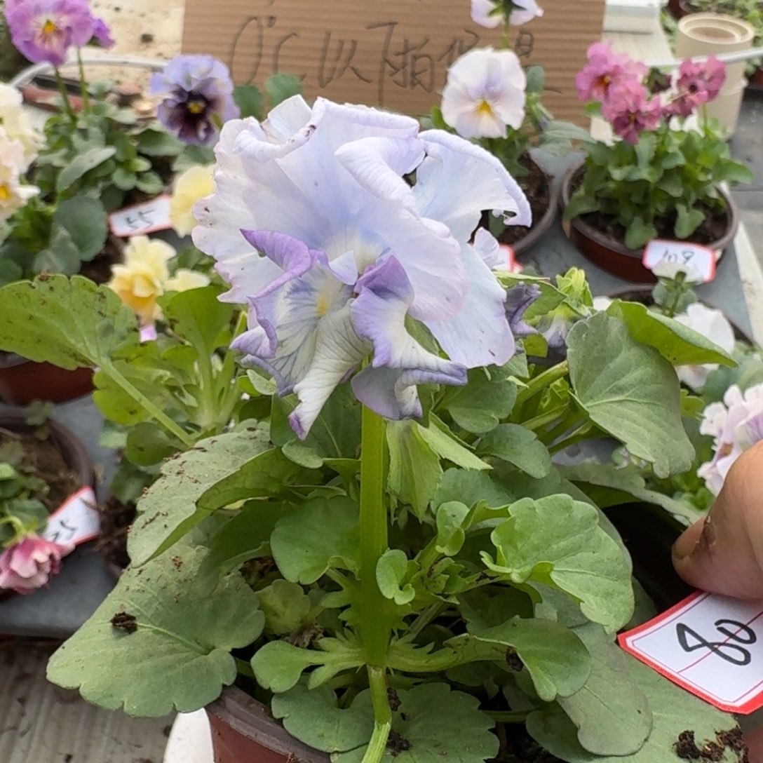 大部分花苞少量开放80