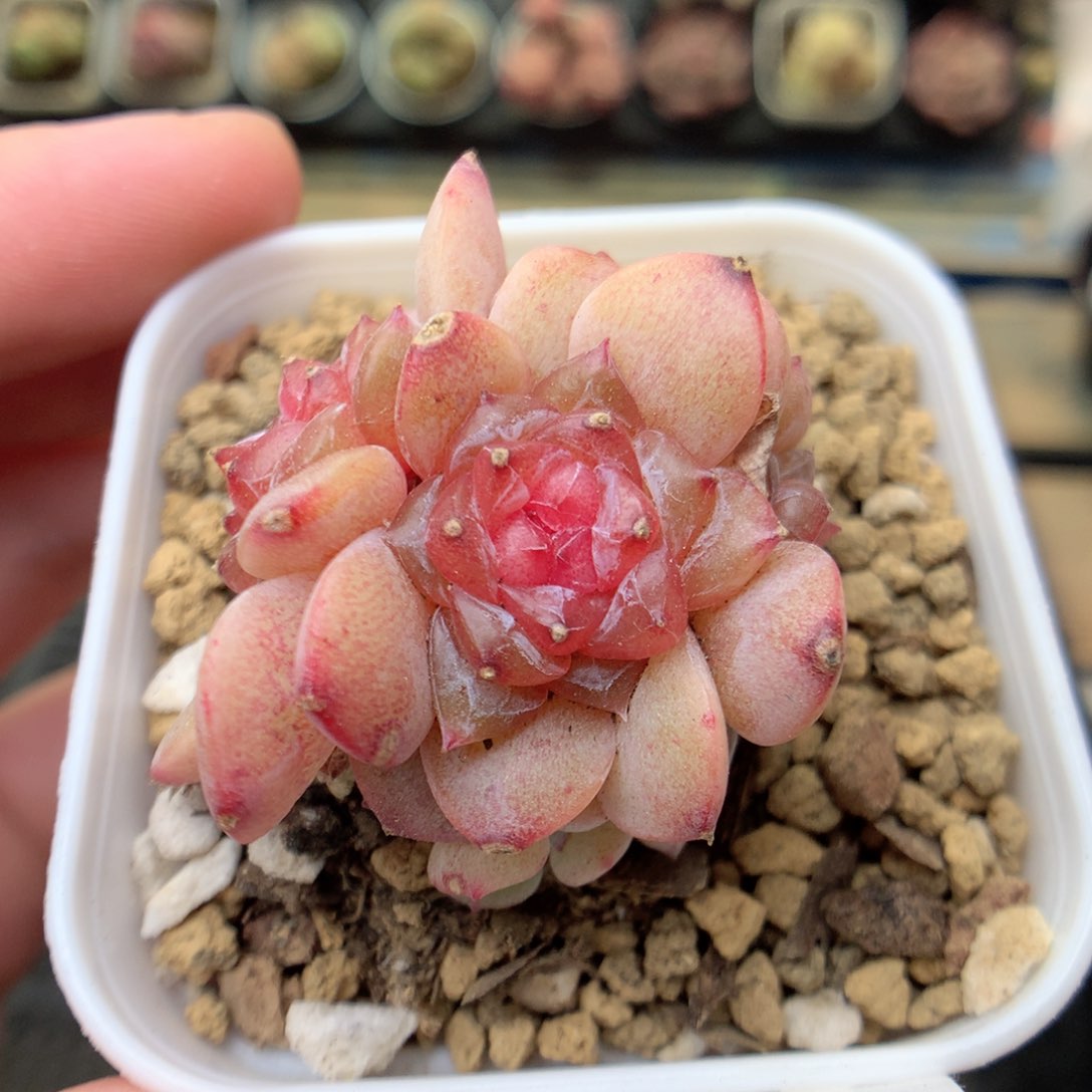 G23 ，20包邮两天凑单偏远不发货