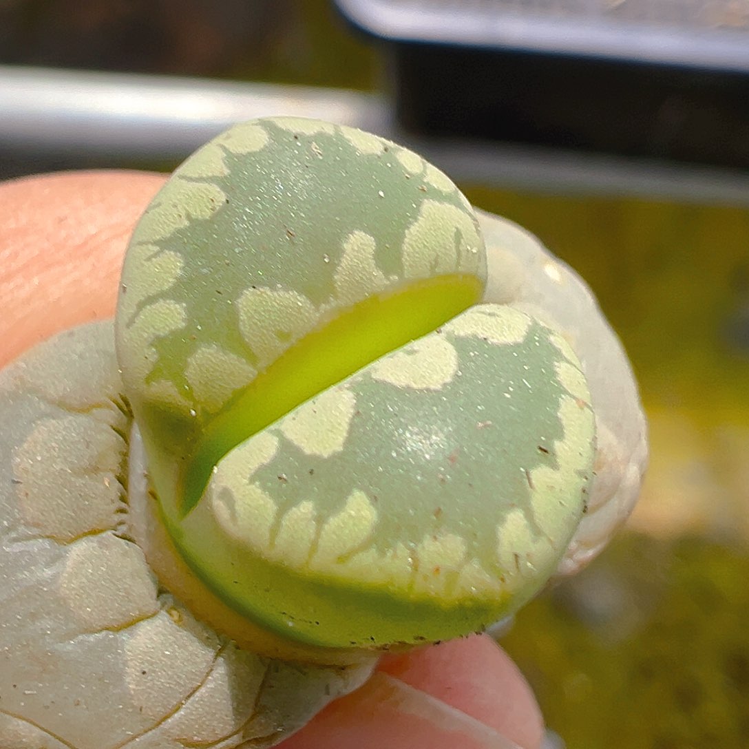 23541天呀呀呀呀