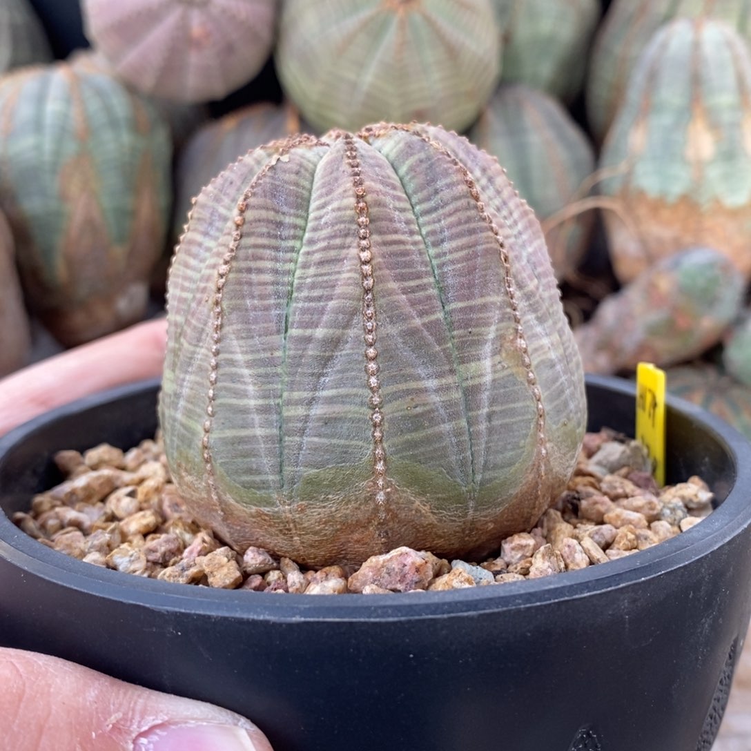 10 欧系实生布纹球多肉植物