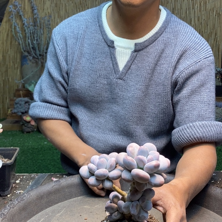 阿***露204号橙雪球多肉植物