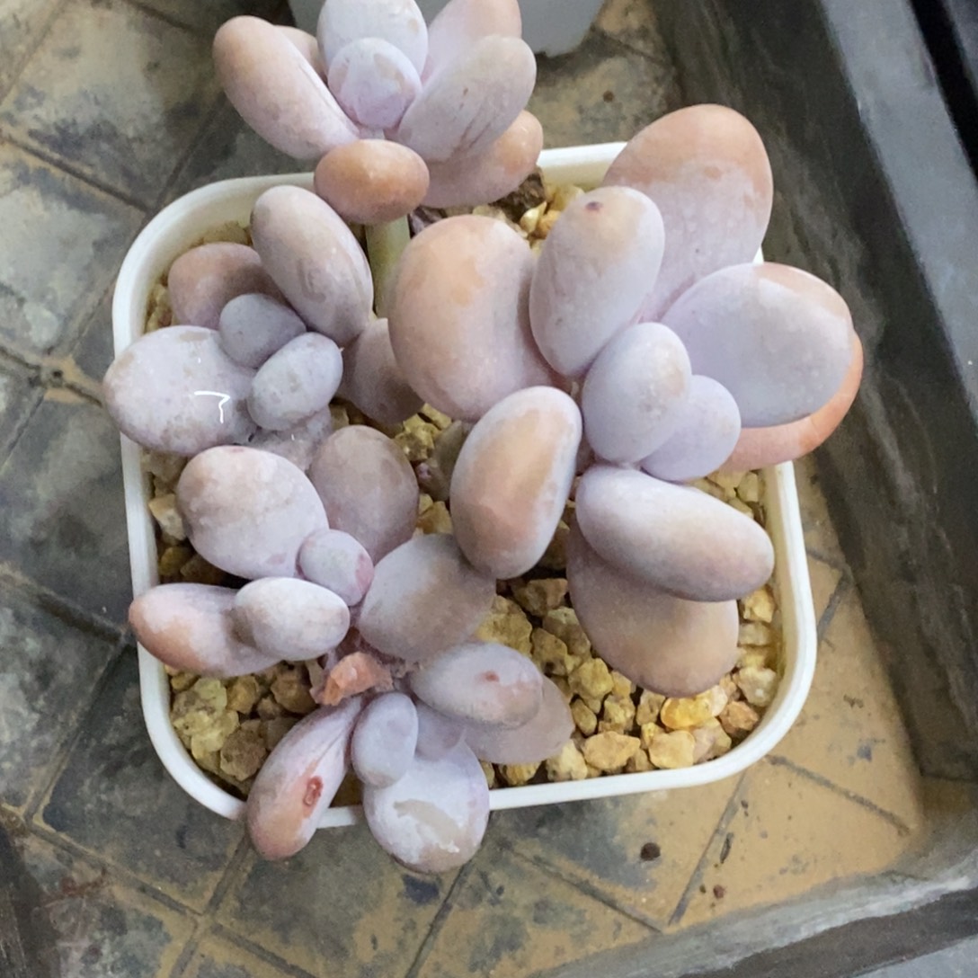 精品多肉一物一拍不包整322