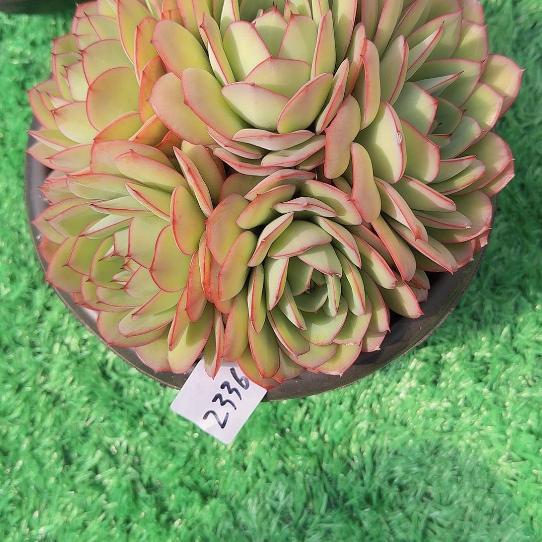 ?**?2336牡丹亭多肉植物