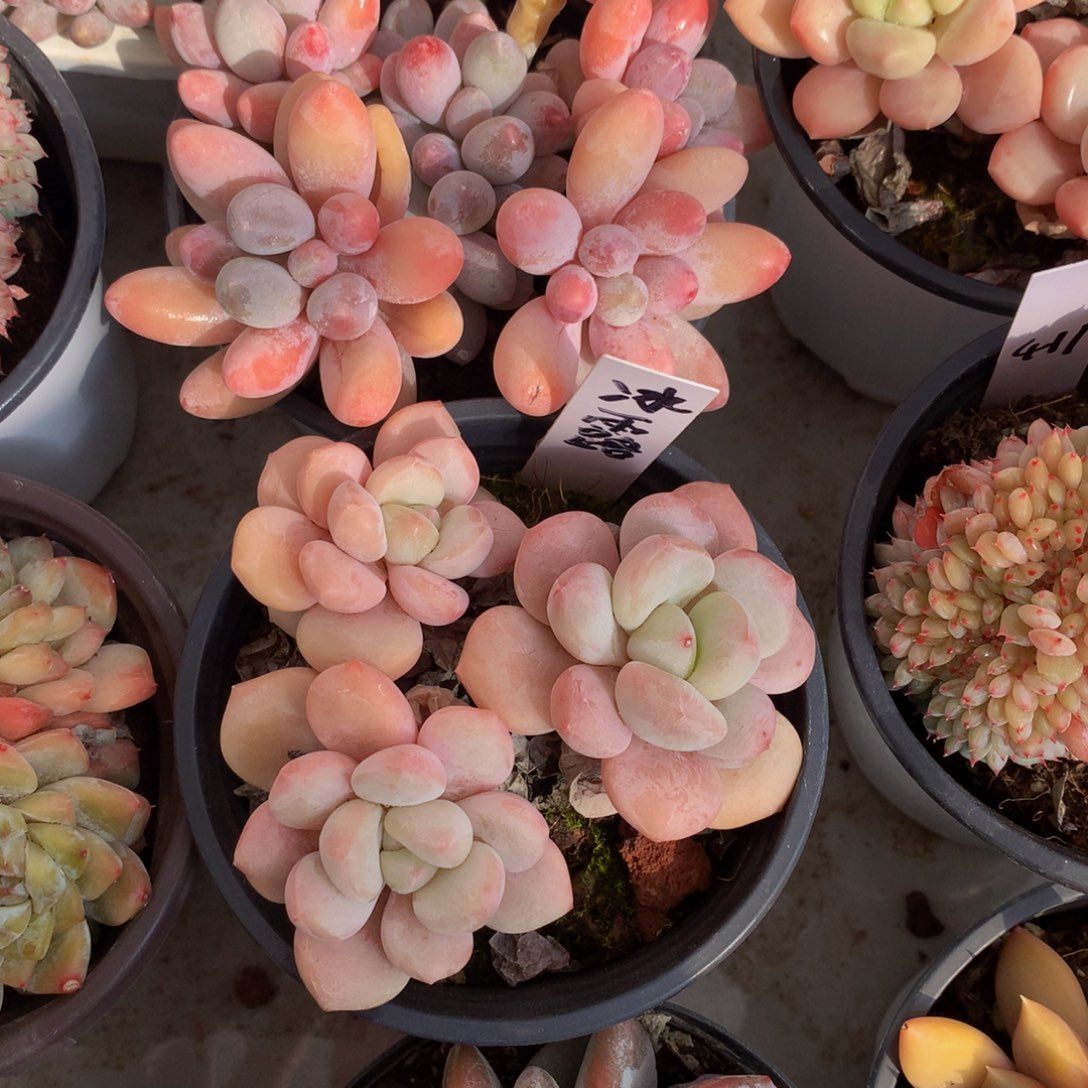 白糖7272727272727273¥