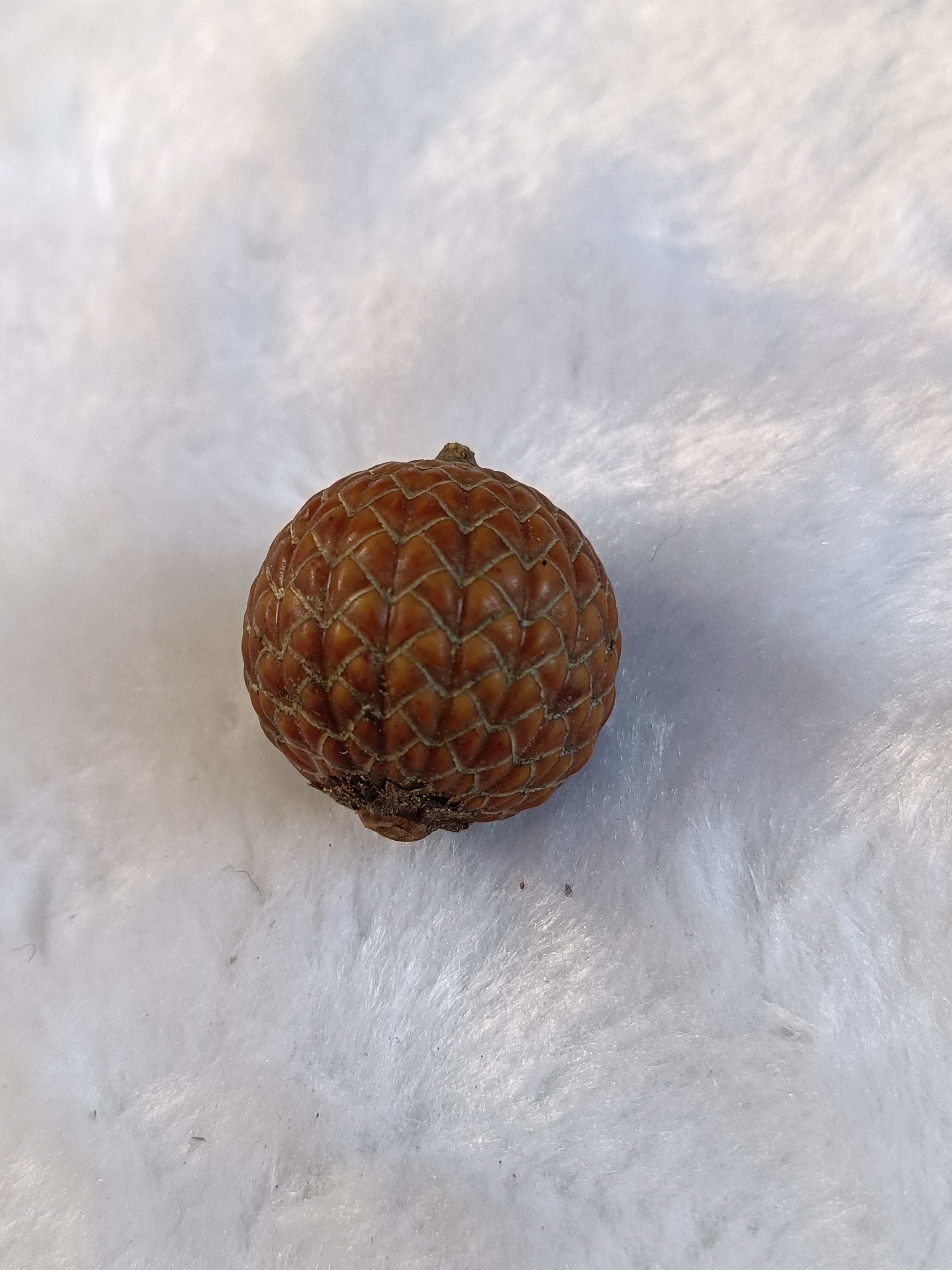 海南原生态星月菩提