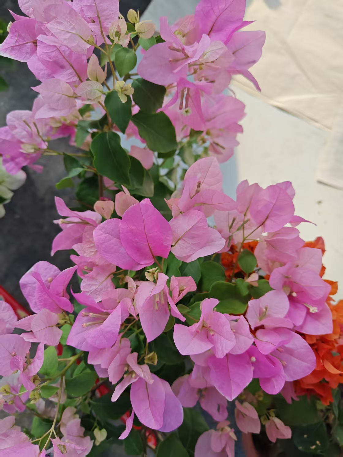 【广红樱】三角梅勤花耐高温飘枝爬藤植物四季花基地绿植原土带花发