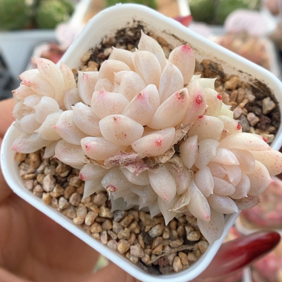 若梦群生可拍932号