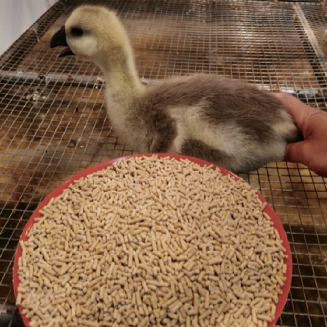 阿昇脱温小鹅专用饲料一斤